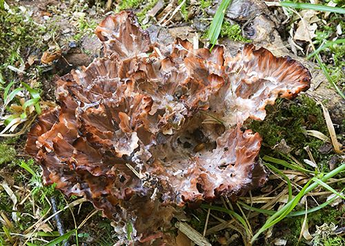 Podoscypha multizonata